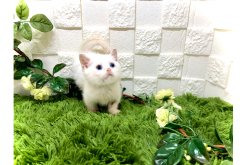成約済の埼玉県のスコティッシュフォールド-34654の2枚目